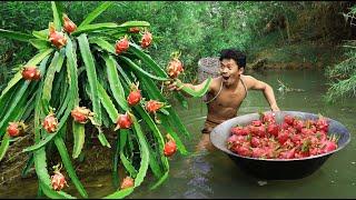 Turtle hunting meets dragon fruitDragon fruit grows by the riverTurtles survive in the mud