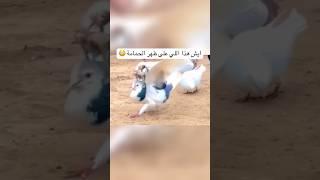 ظهور مخلوق غريب على ظهر حمامة  حقيقة هذا الفيديو