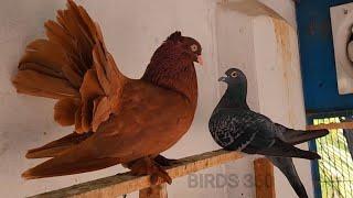 Top 20 Most Beautiful Fantail Pigeon  Fantail Pigeon Name  American Fantail Pigeons