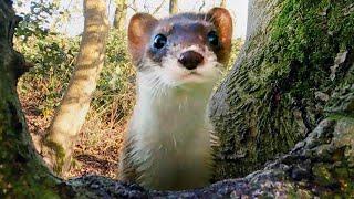 Stoat Adventures in Ash Wood  Discover Wildlife  Robert E Fuller