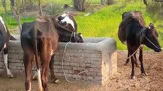 animals mating murrah buffaloanimals meeting murrah buffalo