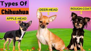 8 Types of Chihuahua   Find Out Which Type Is The Least Common