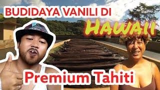 VANILI DI HAWAII - BUDIDAYA VANILI DI IKLIM PANAS