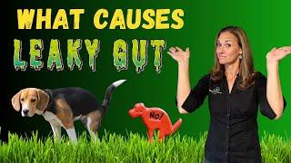 Is Leaky Gut Causing Your Pets Gut Health Issues? Holistic Vet Advice