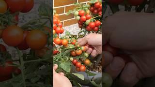 Growing Dwarf Cherry Tomatoes from Seed to Harvest