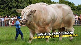 Gak Main-main Inilah 9 Sapi Terbesar di Dunia