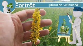 ️ Porträt 133 - Kleiner Odermennig Agrimonia eupatoria - Steckbrief Essbar