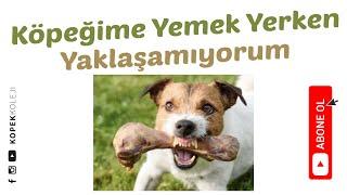 Köpeğime Yemek Yerken Yaklaşamıyorum