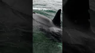  Orca Killer Whale #peacefulfilm #nature #ocean #underwater  #satisfying #relaxing