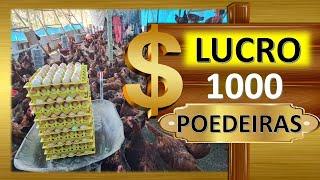 LUCRO com 1.000 galinhas poedeiras + de R$10.000mês será 