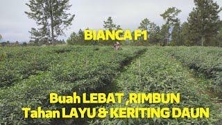 Benih Cabai Tahan Layu & Keriting Daun  Benih Cabai Hibrida Varietas BIANCA F1