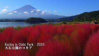 The Kochia at Oishi Park in Kawaguchiko are now in full bloom