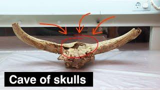 Neanderthals put 35 skulls in this cave…. why?