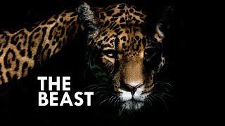 Jaguar The True King of the Jungle
