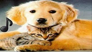 Música para Relaxar cães gatos Animais de estimação cachorros dormir Pte#1 #BRMúsica