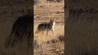 Huge Coyote Sneaks Scary Close To Woman...She Drops Him #shorts