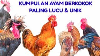 UNIK & LUCU SUARA AYAM BERKOKOK