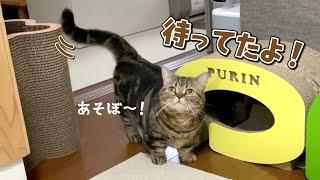 ママの手が空くと遊びに誘ってくる猫が可愛すぎる…！