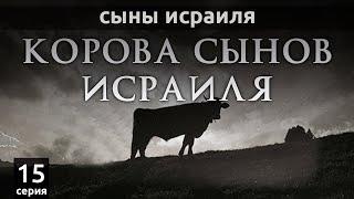 Корова сынов Исраиля  Сыны Исраиля - шейх Набиль аль-Авады серия 15