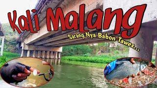 Mancing Tawes Lagi Di Kali Malang‼️ Spot IDAMAN. Sarang Nya Babon Tawes ‼️