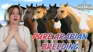 BREEDING A FULL STABLE OF PURE ARABIAN HORSES - Rival Stars Horse Racing  Pinehaven