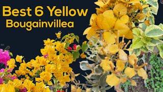 BougainvilleaBest 6 yellow Bougsinvillea Variety Most Lovely Bougainvillea.