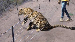 Animales que pidieron ayuda y bondad a la gente  ¡Los mejores momentos de la primavera