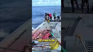 Maldives Tuna Fishing An Adventure Like No Other