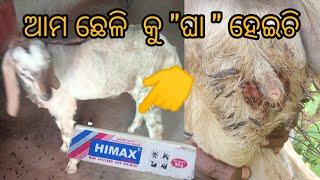 ଛେଳି ଛୁଆ କୁ ଘା ହୋଇଛିgoat farming in Odisha #goatfarming #goat #efarmingodisha #goatfarm