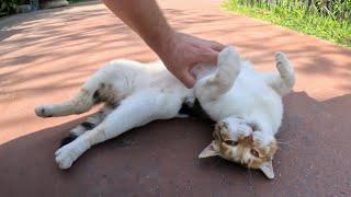 Stray cat got extremely happy after getting belly rubs