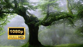 Forest  Nature  Waterfalls  Free HD Videos - No Copyright footage