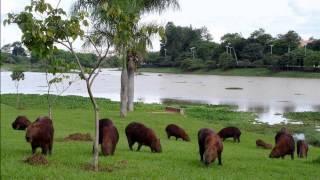 Mato Grosso - Brazil HD1080p