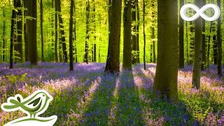 Bliss Beautiful Relaxing Music in a Peaceful Forest with Birds Singing