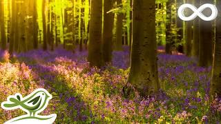 Bliss Relaxing Instrumental Music in a Peaceful Forest with Birds Singing