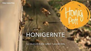 Honigernte - Schleudern und säubern