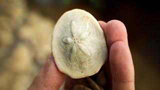 35 MILLION Year Old Fossil Sand Dollar and Sea Urchin Hunting with Shark Teeth & Crystals