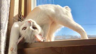  Funniest Cats and Dogs Videos    Hilarious Animal Compilation №368