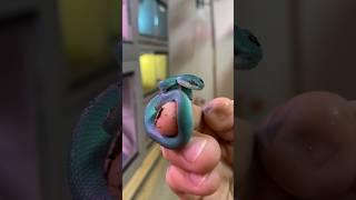 Throwback to the Tiniest Little Blue Insularis Viper ever  How cute is he ? #viper #snake #shorts