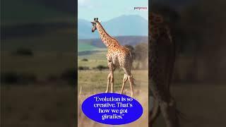  Unleash the Wild Wisdom Top 5 Giraffe Quotes You Cant Miss 