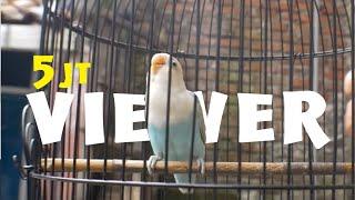 Masteran Pancingan Lovebird Paud & Balibu Belajar Ngekek