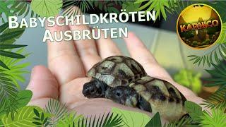 Vom Ei zur Schildkröte Ausbrüten von Schildkröteneiern  Babyschildkröten schlüpfen  Karnico