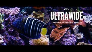 Ultrawide Screensaver for Cinema Displays 219 Aquarium Video Ultra HD