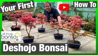 Your First Deshojo Maple Bonsai