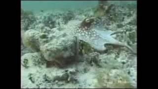 Shapeshifting Octopus amazing camouflage