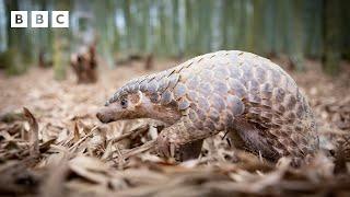 Pangolin faces an army of ants  Big Little Journeys - BBC