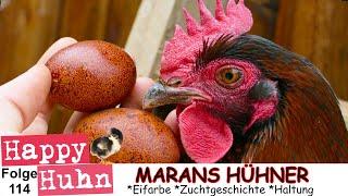 E114 Marans im Rasseportrait bei HAPPY HUHN - Farbschlag Schwarz-Kupfer Marans-Hühner dunkle Eier