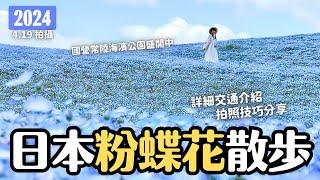 一生必看一次🩵 日本茨城粉蝶花盛開！茨城縣國營常陸海濱公園 上野出發2.5小時抵達｜4月底5月初東京近郊旅行 4K VLOG