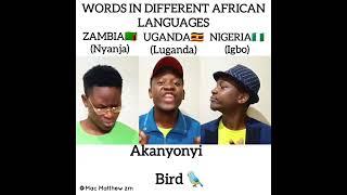 WORDS IN DIFFERENT AFRICAN LANGUAGES 