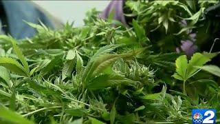 Potential relief for local businesses as Florida nears marijuana legalization vote