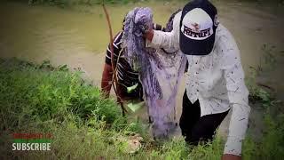 Amazing Fishing at Siem Reap   How To Catch Fish By Hand   Cambodia Traditional Fishing